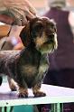 Crufts2011_2 1446